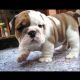 English Bulldog Puppies for sale in 15th Ave S, Fargo, ND 58103, USA. price: NA