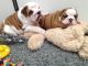 English Bulldog Puppies for sale in Maryland Line, MD 21105, USA. price: NA