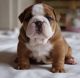 English Bulldog Puppies for sale in Maryland Line, MD 21105, USA. price: NA