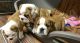 English Bulldog Puppies for sale in Brownfield, TX 79316, USA. price: NA