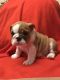 English Bulldog Puppies for sale in Ohio St, San Diego, CA, USA. price: NA