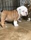 English Bulldog Puppies for sale in Dover, DE, USA. price: $650