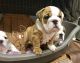 English Bulldog Puppies for sale in Warrenton Way, Colorado Springs, CO 80922, USA. price: NA