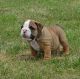 English Bulldog Puppies for sale in Edison, NJ, USA. price: NA