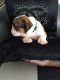 English Bulldog Puppies for sale in Eastern Neck Rd, Rock Hall, MD 21661, USA. price: NA