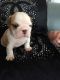 English Bulldog Puppies for sale in Eastern Neck Rd, Rock Hall, MD 21661, USA. price: NA