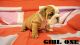 English Bulldog Puppies for sale in San Francisco, CA 94129, USA. price: NA