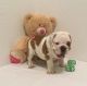 English Bulldog Puppies for sale in Hollywood, FL 33027, USA. price: $1,899
