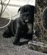 English Bulldog Puppies for sale in Maryland St, El Segundo, CA 90245, USA. price: NA