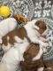 English Bulldog Puppies for sale in Maryland St, El Segundo, CA 90245, USA. price: NA