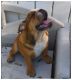 English Bulldog Puppies for sale in Seffner, FL 33584, USA. price: $2,000