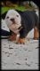 English Bulldog Puppies for sale in Seffner, FL 33584, USA. price: $2,800