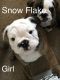 English Bulldog Puppies for sale in Grand Blanc, MI 48439, USA. price: NA