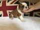 English Bulldog Puppies for sale in Joint Base Andrews, MD 20762, USA. price: NA