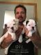 English Bulldog Puppies for sale in Appleton, WI, USA. price: NA