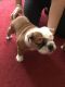 English Bulldog Puppies for sale in 21105 Maryland Line Rd, Massey, MD 21650, USA. price: NA