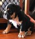 English Bulldog Puppies for sale in 21105 Maryland Line Rd, Massey, MD 21650, USA. price: NA