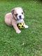 English Bulldog Puppies for sale in 21105 Maryland Line Rd, Massey, MD 21650, USA. price: $500