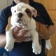 English Bulldog Puppies for sale in Elgin, TX 78621, USA. price: NA