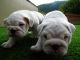 English Bulldog Puppies for sale in Huntsville, TX, USA. price: NA