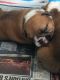 English Bulldog Puppies for sale in Cedar Grove, NJ 07009, USA. price: NA