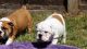 English Bulldog Puppies for sale in Plainview, TX 79072, USA. price: $400