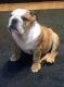 English Bulldog Puppies for sale in MS-15, New Houlka, MS 38850, USA. price: NA