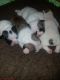 English Bulldog Puppies for sale in 87121 Pajarito Rd SW, Albuquerque, NM 87121, USA. price: NA