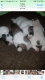 English Bulldog Puppies for sale in NM-45, Albuquerque, NM, USA. price: NA
