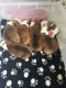 English Bulldog Puppies for sale in Altamonte Springs, FL 32701, USA. price: NA