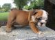 English Bulldog Puppies for sale in Seaside Heights, NJ 08751, USA. price: NA