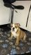 English Bulldog Puppies for sale in Pottsboro Rd, Denison, TX 75020, USA. price: NA