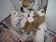 English Bulldog Puppies for sale in NC-150, Winston-Salem, NC, USA. price: NA