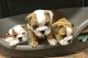 English Bulldog Puppies for sale in Crystal Spring, PA 15536, USA. price: NA