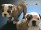 English Bulldog Puppies for sale in Crystal Spring, PA 15536, USA. price: NA