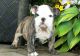 English Bulldog Puppies for sale in WV-18, Sistersville, WV 26175, USA. price: NA