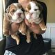 English Bulldog Puppies for sale in Mechanicsville, MD 20659, USA. price: NA