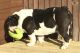 English Bulldog Puppies for sale in East Hartland, CT 06027, USA. price: NA