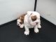 English Bulldog Puppies for sale in Charlotte Hall, MD 20622, USA. price: NA