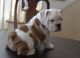 English Bulldog Puppies for sale in Portland, ME, USA. price: $650