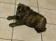 English Bulldog Puppies for sale in St Cloud, FL, USA. price: $1,800