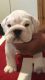 English Bulldog Puppies for sale in Clifton, NJ 07014, USA. price: NA