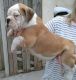 English Bulldog Puppies for sale in Grand Prairie, TX 75050, USA. price: NA