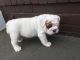 English Bulldog Puppies for sale in Grand Prairie, TX 75050, USA. price: NA