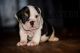 English Bulldog Puppies for sale in Reading, PA, USA. price: $3,500