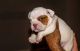 English Bulldog Puppies for sale in Reading, PA, USA. price: NA