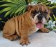 English Bulldog Puppies for sale in Bowling Green, KY, USA. price: NA