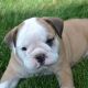 English Bulldog Puppies for sale in Canton, OH, USA. price: $599