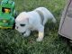 English Bulldog Puppies for sale in Nanjemoy, MD 20662, USA. price: NA