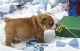 English Bulldog Puppies for sale in Nanjemoy, MD 20662, USA. price: NA
